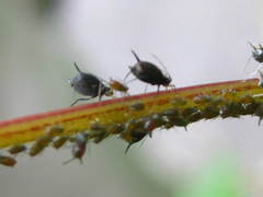 Aphis illinoisensis
