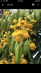 Senna viarum