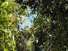 Elanoides forficatus