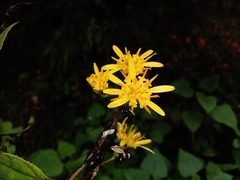 Sinclairia discolor