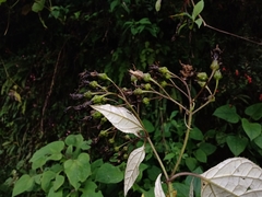 Sinclairia discolor