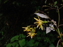 Sinclairia discolor