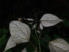 Sinclairia discolor