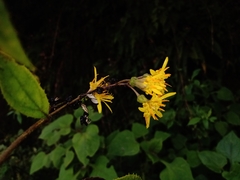 Sinclairia discolor