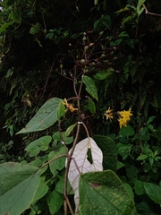 Sinclairia discolor