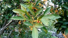 Forchhammeria trifoliata