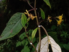 Sinclairia discolor