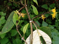 Sinclairia discolor