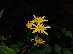 Sinclairia discolor