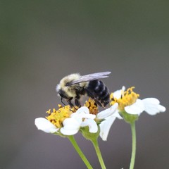 Bombus impatiens image