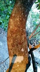 Forchhammeria trifoliata