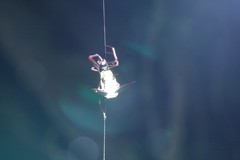 Micrathena raimondi