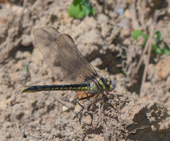 Phanogomphus oklahomensis