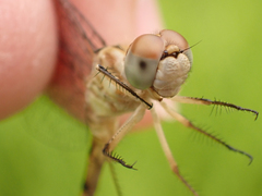 Sympetrum ambiguum