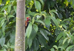 Campephilus rubricollis