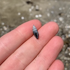 Neoguraleus lyallensis