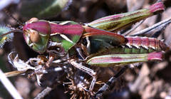 Austroicetes