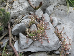 Sedum potosinum