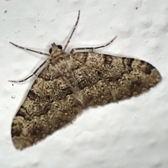 Nebula ibericata