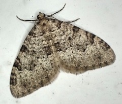 Nebula ibericata