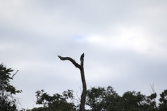 Patagioenas fasciata