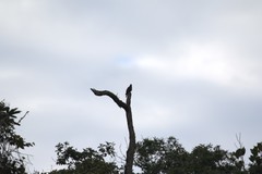 Patagioenas fasciata