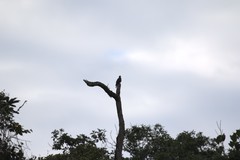 Patagioenas fasciata