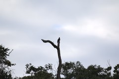 Patagioenas fasciata