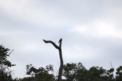 Patagioenas fasciata