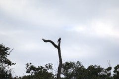 Patagioenas fasciata