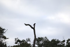 Patagioenas fasciata