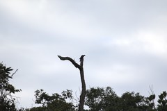 Patagioenas fasciata