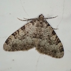 Nebula ibericata
