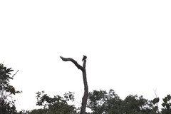 Patagioenas fasciata