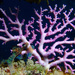 Rose Lace Coral - Photo (c) Robin White, some rights reserved (CC BY-NC), uploaded by Robin White