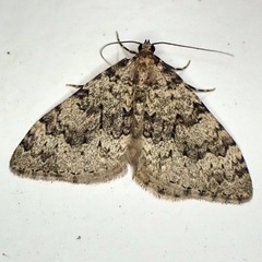 Nebula ibericata