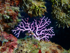 Stylaster roseus