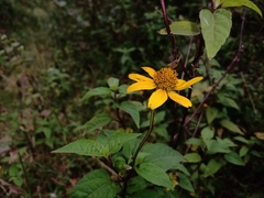 Heliopsis buphthalmoides