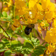 Xylocopa sonorina
