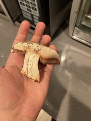 Pseudochitonia