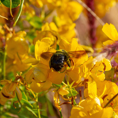 Xylocopa sonorina
