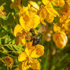 Xylocopa sonorina