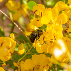 Xylocopa sonorina