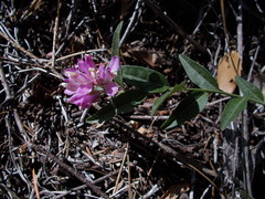 Rhinotropis californica
