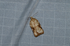 Acleris cervinana