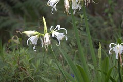 Schistes albogularis