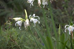 Schistes albogularis