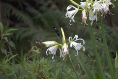 Schistes albogularis