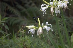 Schistes albogularis