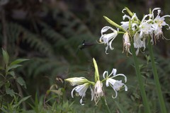 Schistes albogularis